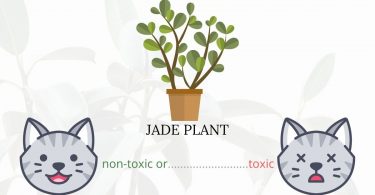Is Jade Plant Toxic To Cats? 