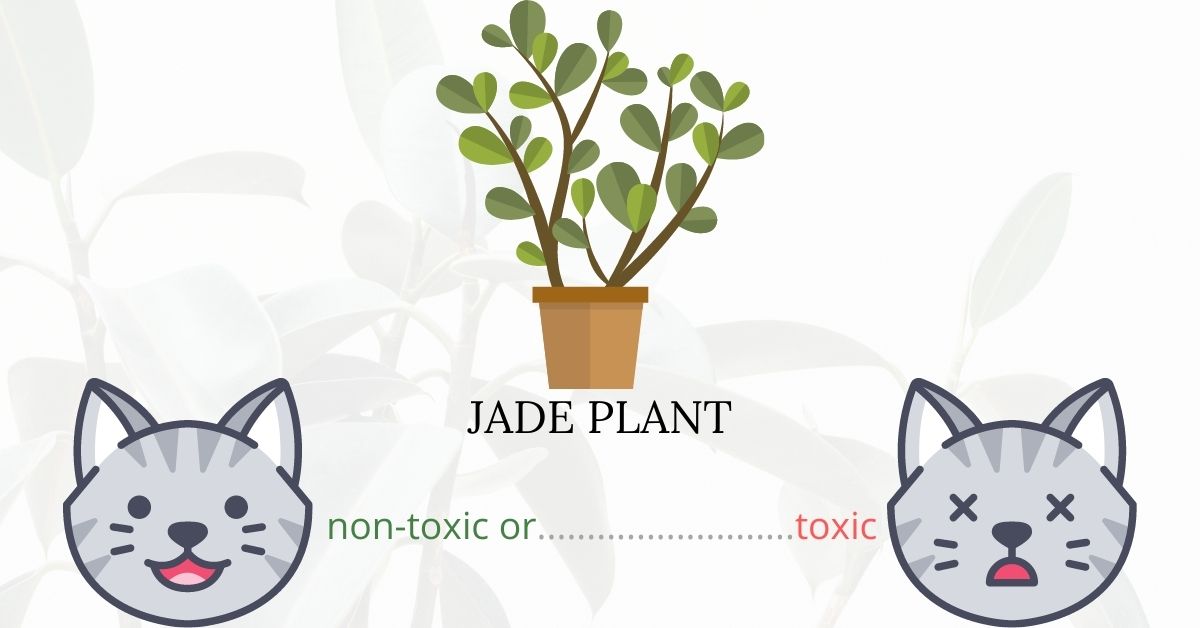 Is Jade Plant Toxic To Cats?