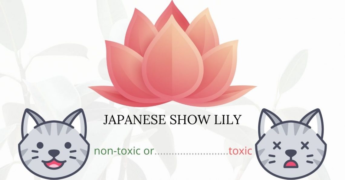 Is Japanese Show Lily Toxic To Cats? 