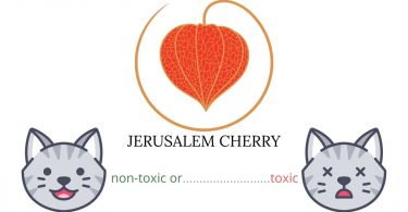 Is Jerusalem Cherry or Winter Cherry Toxic To Cats? 