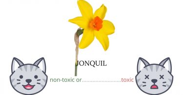 Is Jonquil Toxic To Cats? 