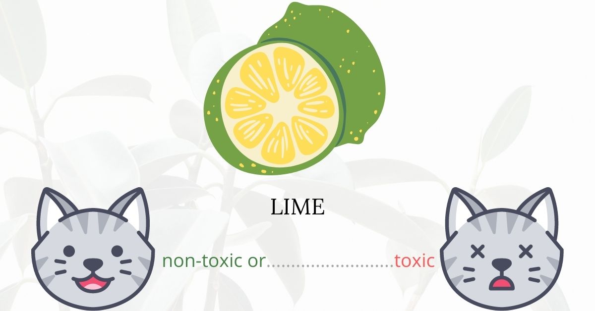 Is Lime Toxic To Cats?