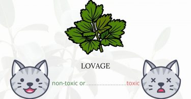 Is Lovage Toxic To Cats? 