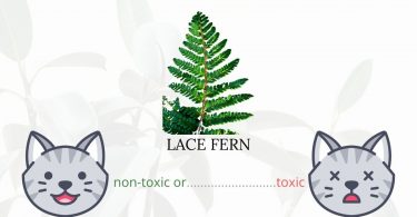 Is Lace Fern Toxic To Cats? 