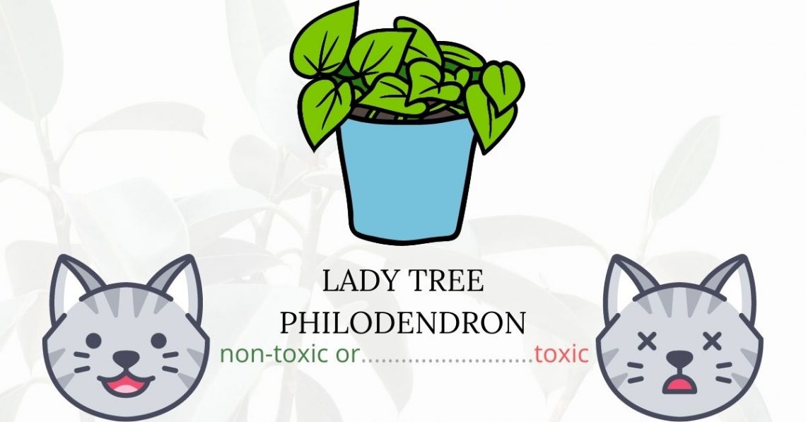 Is Lacy Tree Philodendron Toxic To Cats? 
