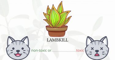 Is Lambkill or Sheep Laurel Toxic To Cats? 