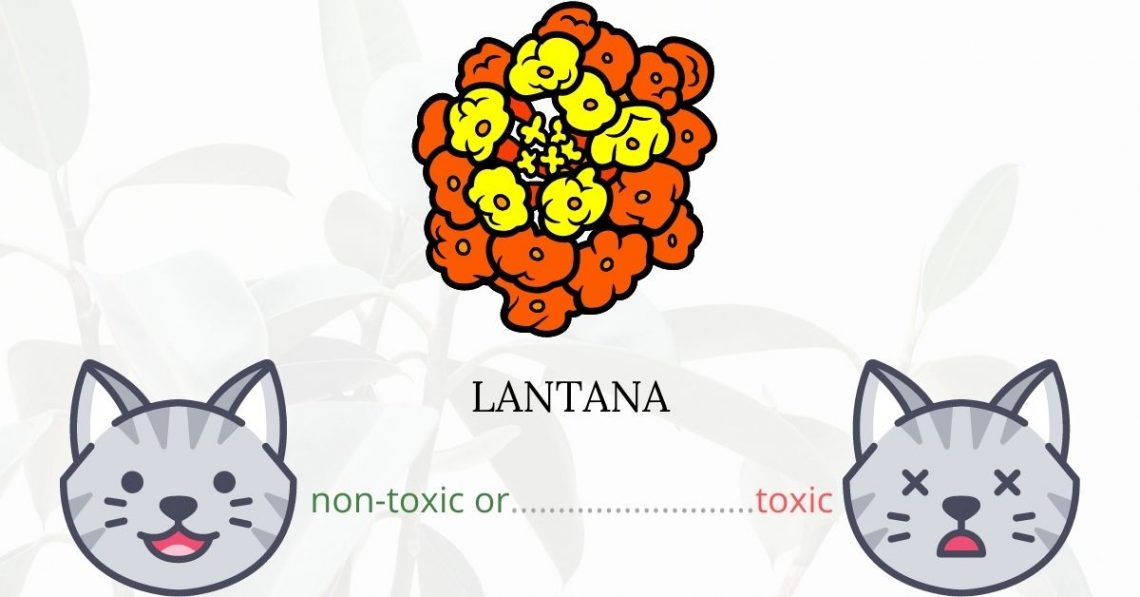 Is Lantana or Shrub Verbena Toxic To Cats? 