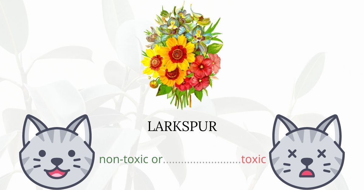 Is Larkspur Toxic To Cats?