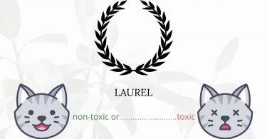Is Laurel Toxic To Cats? 