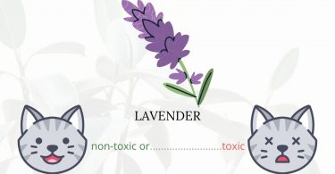 Is Lavender Toxic To Cats? 