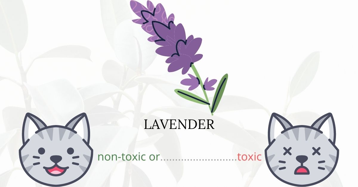 Is Lavender Toxic To Cats? Plants'n'Cats