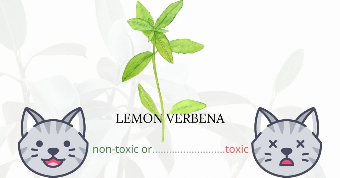 Is Lemon Verbena or Lemon Beebrush Toxic To Cats? 