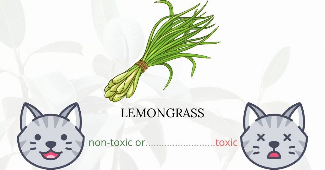 Is Lemongrass Toxic To Cats? 