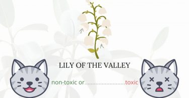 Is Lily of the Valley Toxic To Cats? 