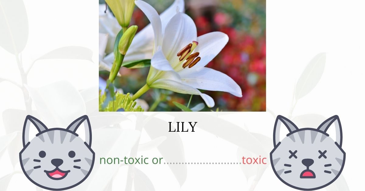 Are Lilies Toxic To Cats?