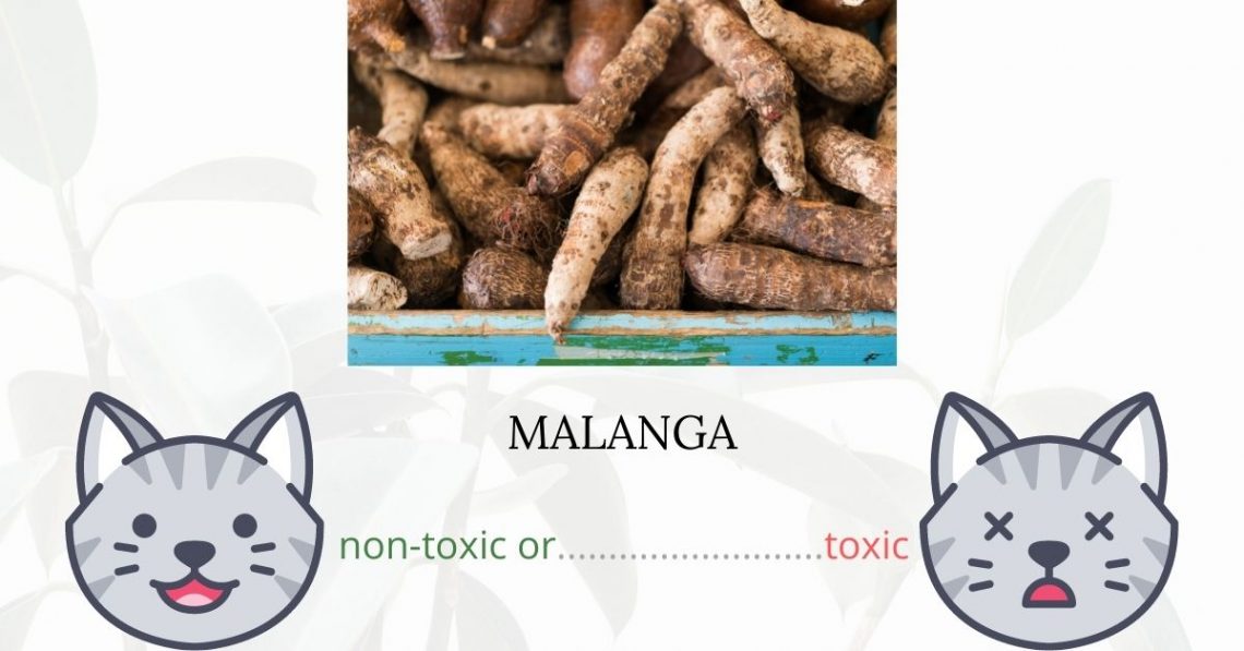 Is Malanga or Taro Plant Toxic To Cats? 