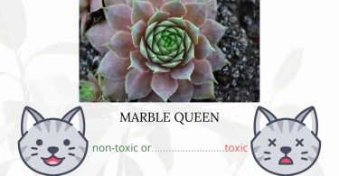 Is Marble Queen Toxic To Cats? 
