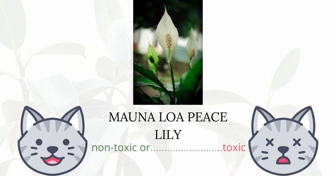 Is Mauna Loa Peace Lily Toxic To Cats? 