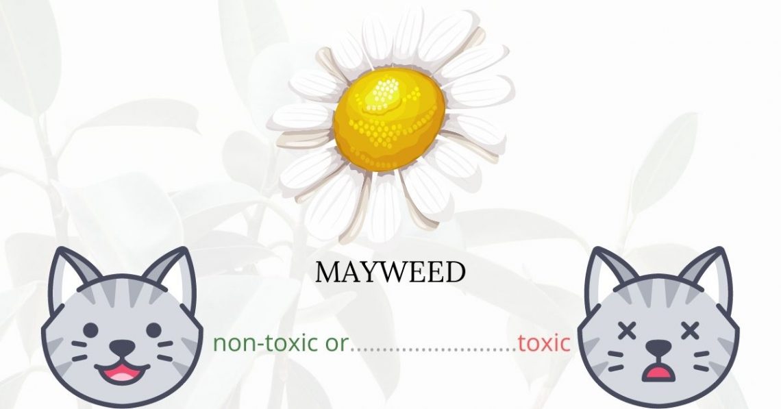 Is Mayweed or Poison Daisy Toxic To Cats? 