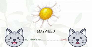Is Mayweed or Poison Daisy Toxic To Cats? 