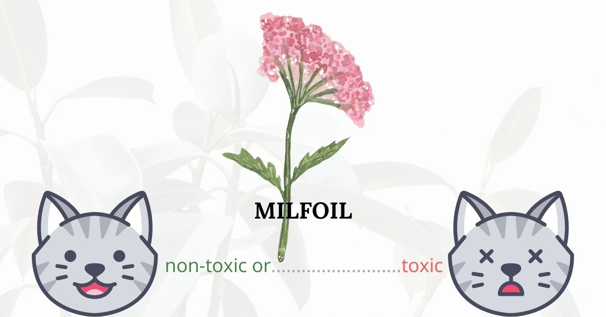 Is Milfoil or Yarrow Toxic To Cats?