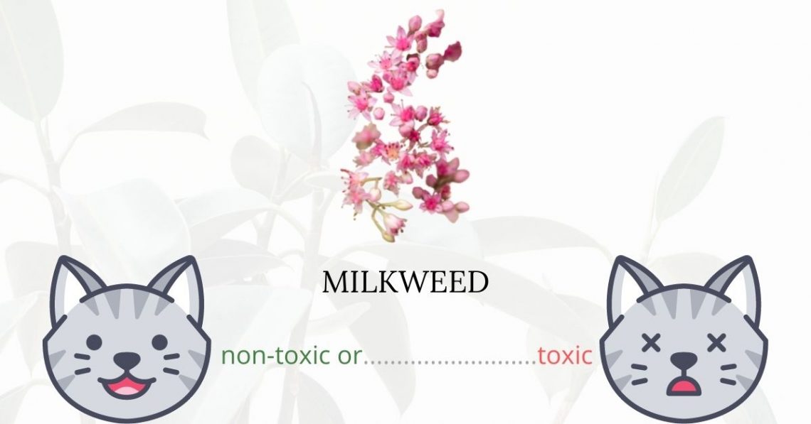 Is Milkweed Toxic To Cats? 