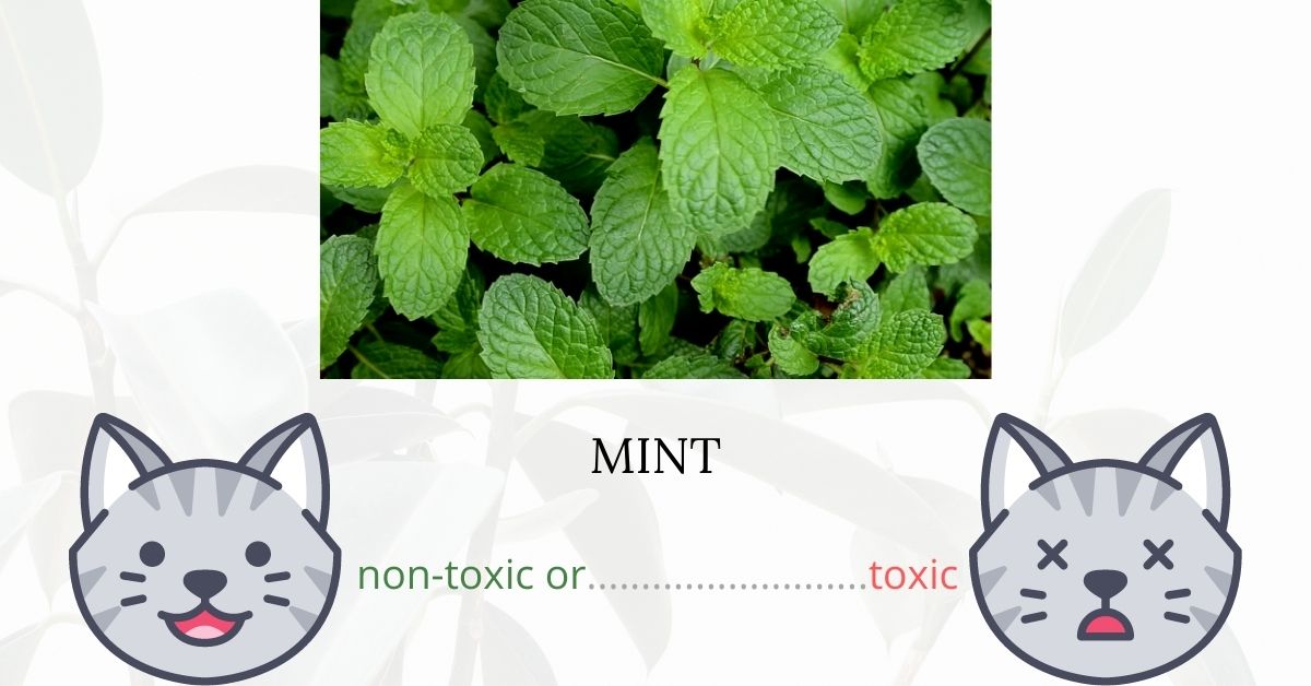 Is Mint Toxic To Cats?