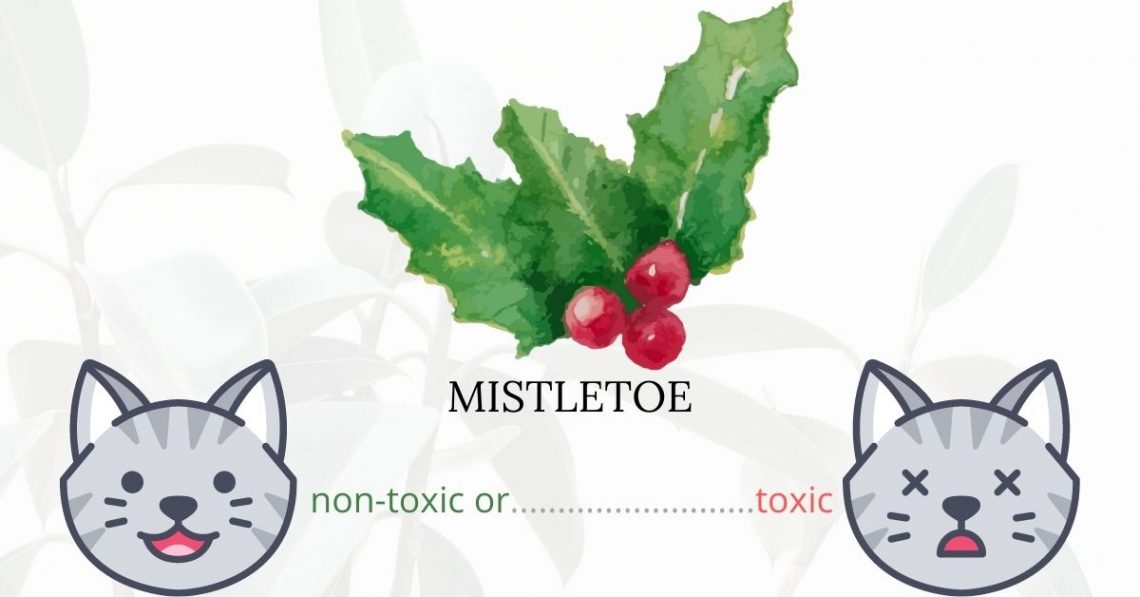 Is Mistletoe Toxic To Cats? 