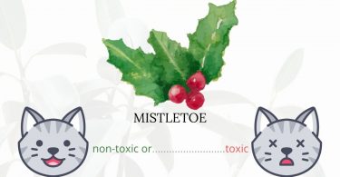 Is Mistletoe Toxic To Cats? 