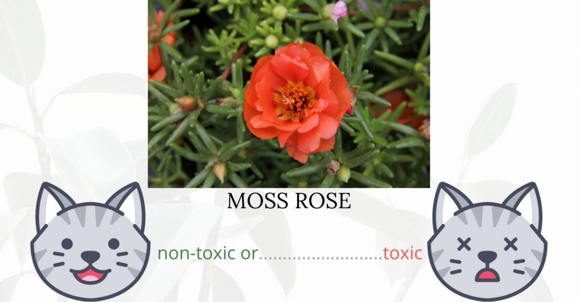 Is Moss Rose or Portulaca Toxic To Cats? 