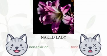 Is Naked Lady Toxic To Cats?