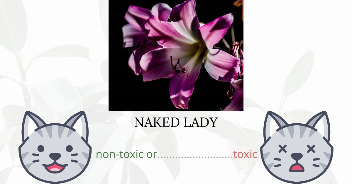 is-naked-lady-toxic-to-cats