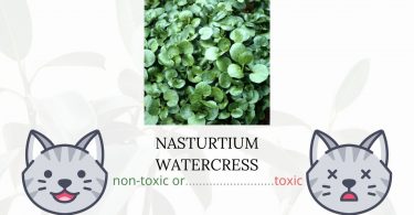 Is Nasturtium Watercress Toxic To Cats? 