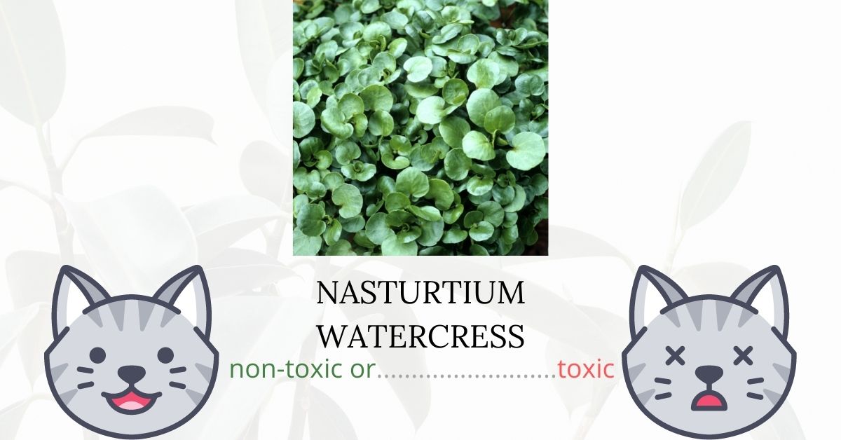 Is Nasturtium Watercress Toxic To Cats?