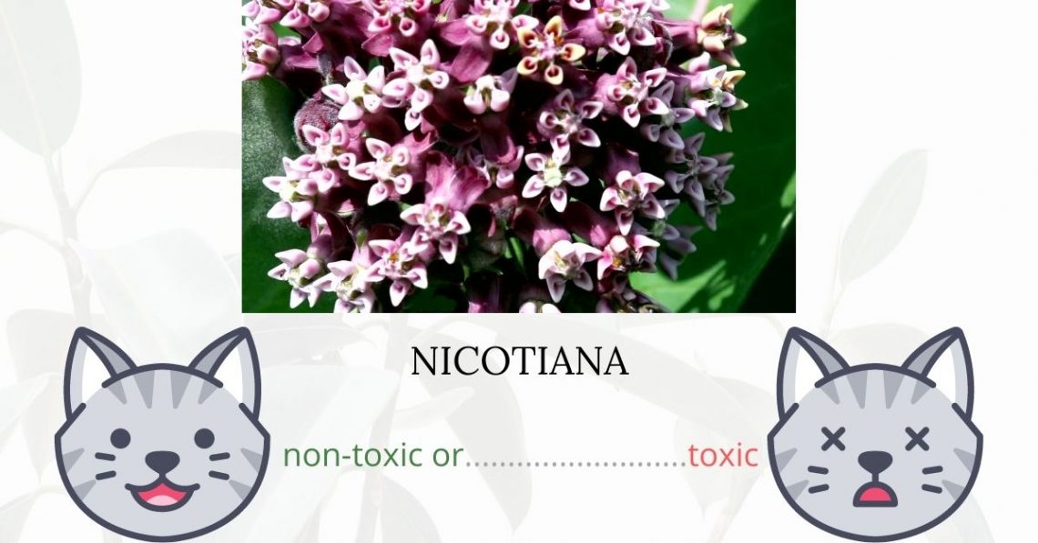 Is Nicotiana Toxic To Cats? 