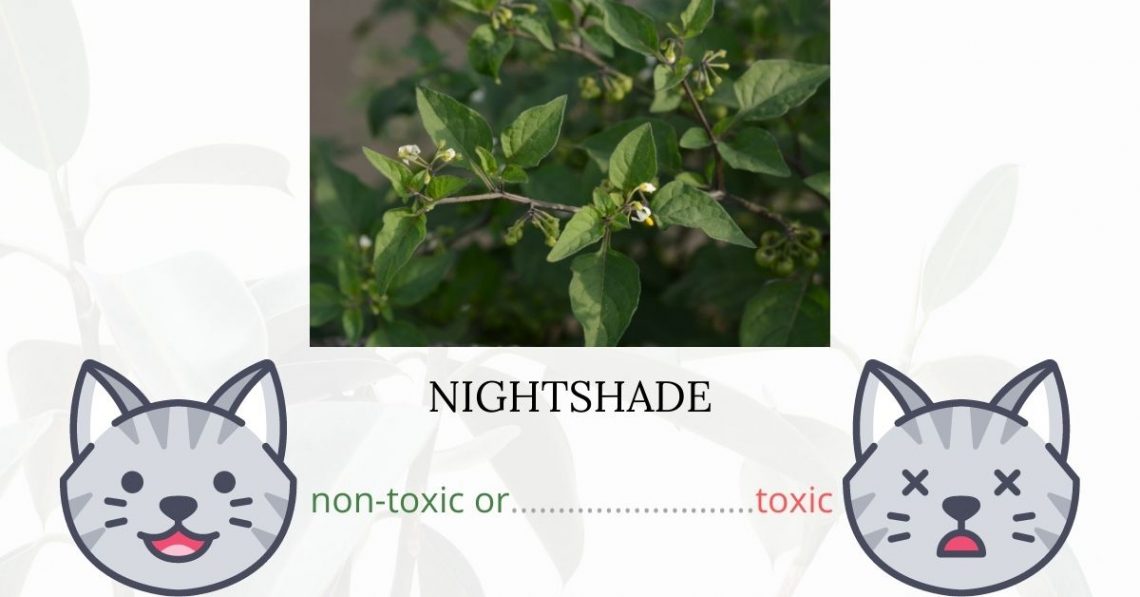 Is Nightshade Toxic To Cats? 