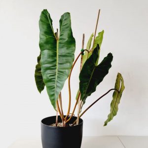 Horsehead Philodendron