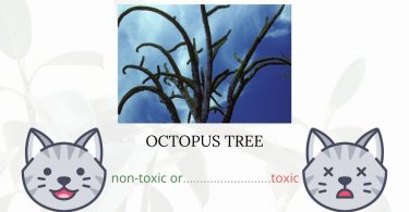 Is Octopus Tree Toxic To Cats? 