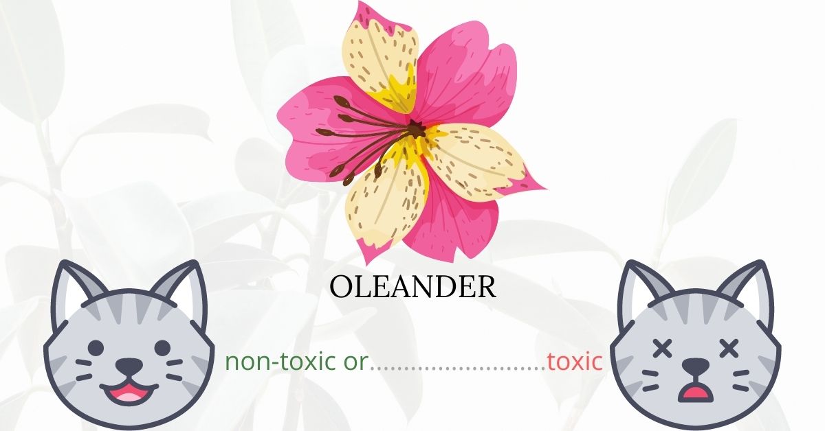 Is Oleander Toxic To Cats?