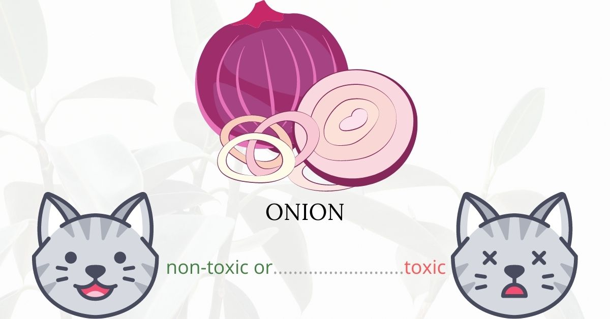 Are Onions Toxic To Cats?