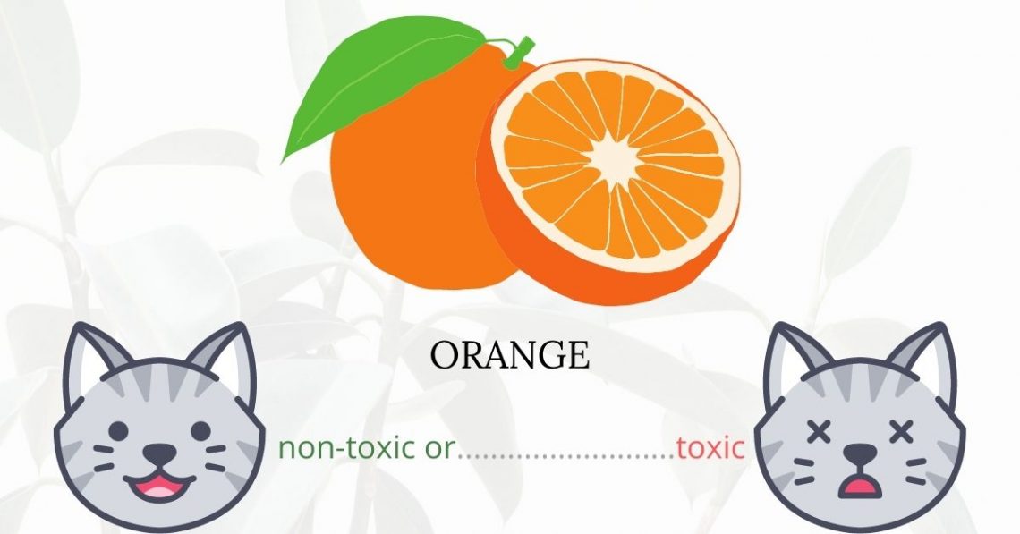 Is Orange Toxic To Cats? 