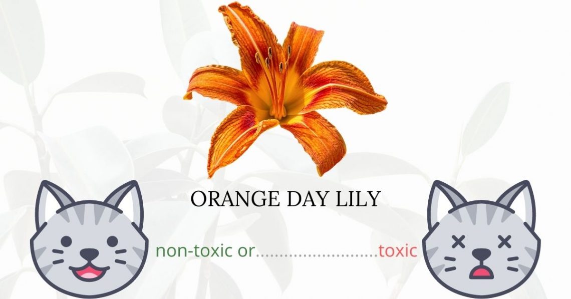 Is Orange Day Lily Toxic To Cats? 