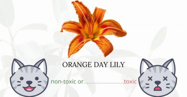 Is Orange Day Lily Toxic To Cats? 