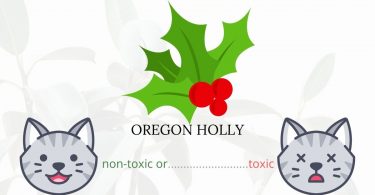 Is Oregon Holly Toxic To Cats? 