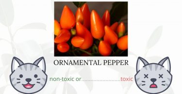 Is Ornamental Pepper Toxic To Cats? 