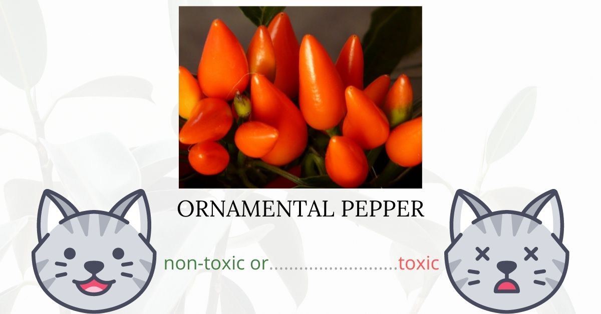 Is Ornamental Pepper Toxic To Cats?
