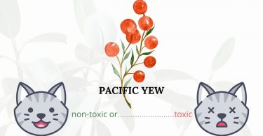 Is Pacific Yew Toxic To Cats? 