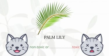 Is Palm Lily Toxic To Cats? 