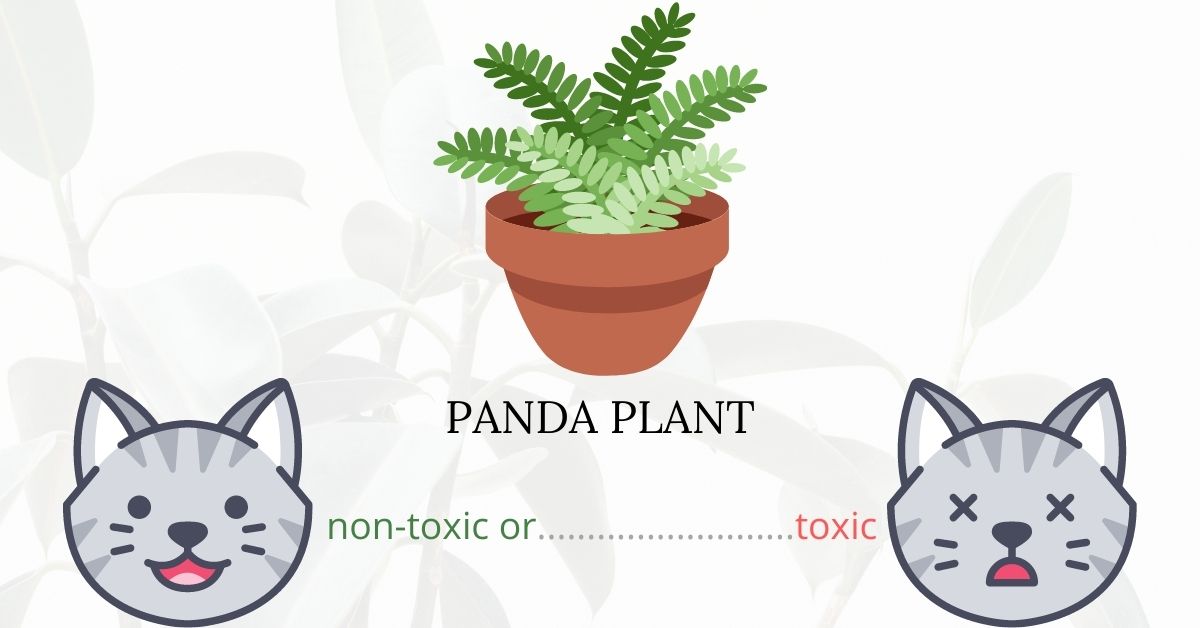 Is Panda Plant Toxic To Cats?
