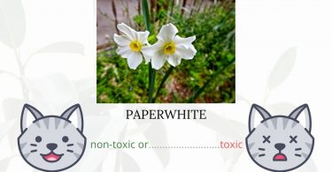 Is Paperwhite Toxic To Cats? 